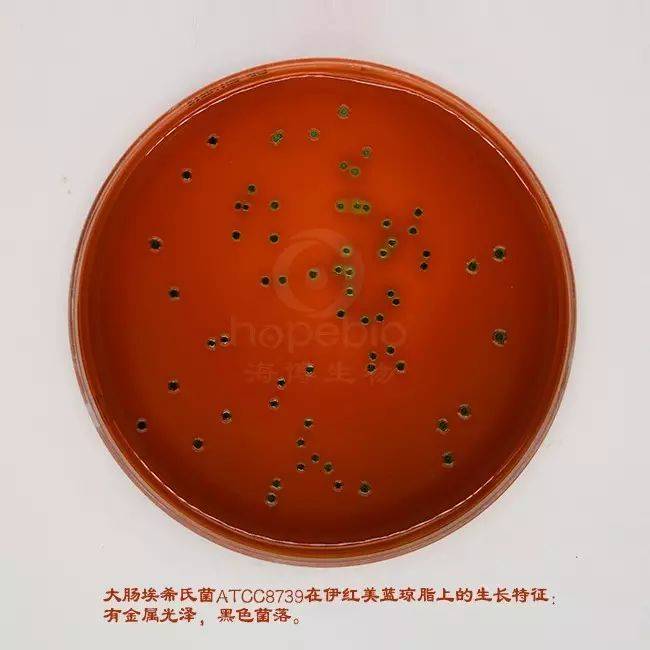 伊红美兰琼脂(emb琼脂)的原理及操作方法_培养基_菌落_大肠杆菌
