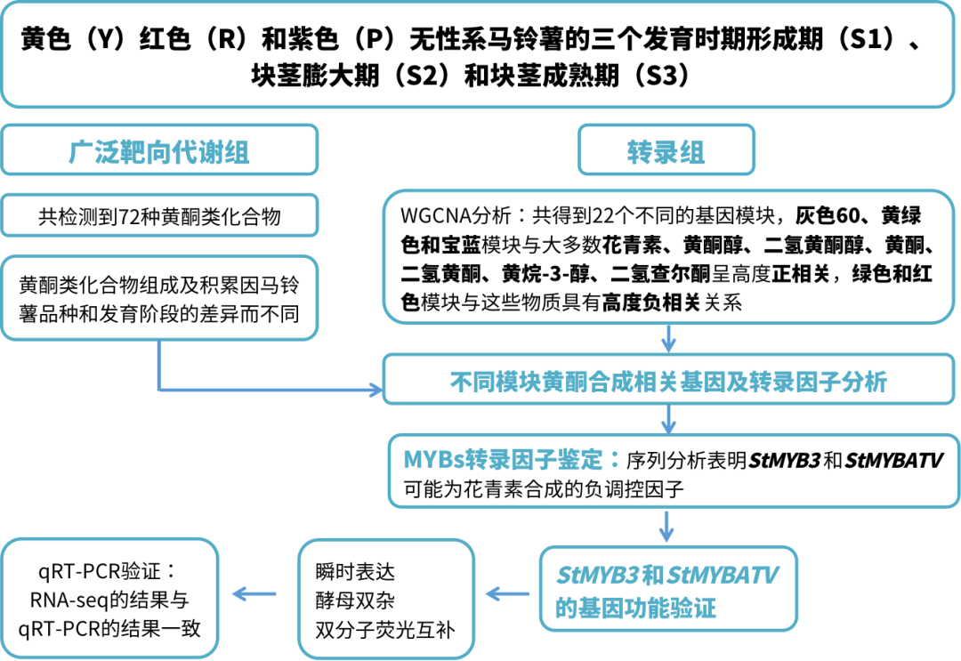 项目文章2篇|探秘多彩马铃薯:黄酮类物质调控色素积累
