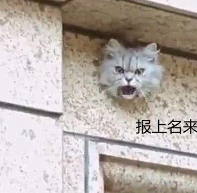 心里苦,这朋友不来也就算了,怎么还派个这么凶的猫来,都说养条看门狗
