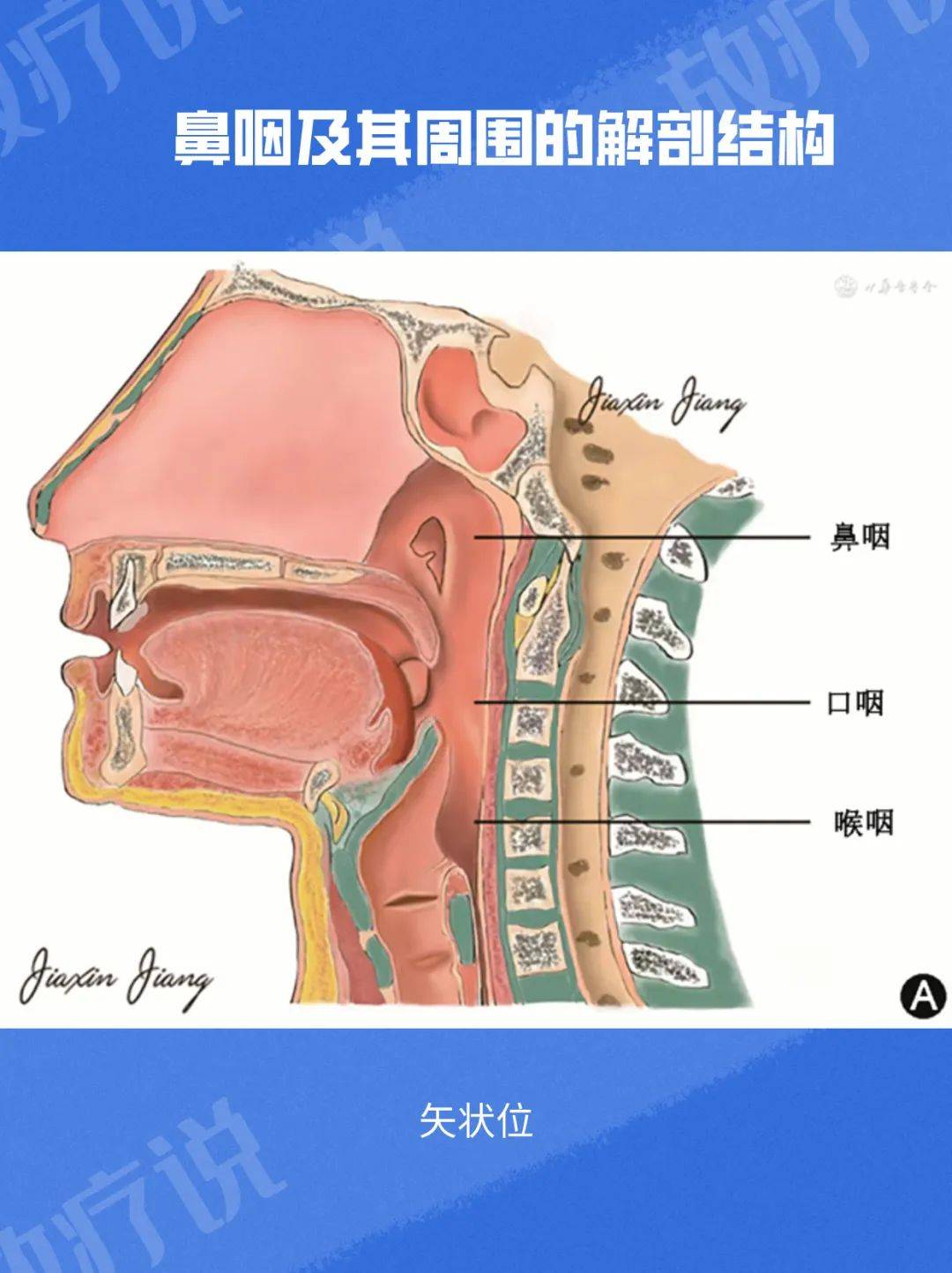 鼻咽部图片图解图片