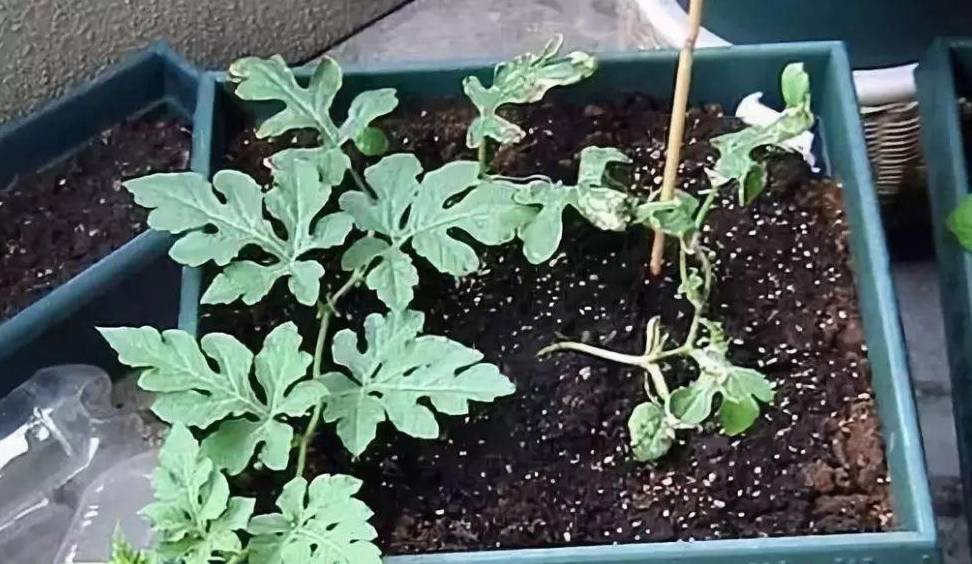 现在学一招,5天就能见小瓜!_授粉_雌蕊_藤蔓