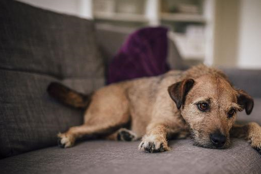 狗狗潜藏库欣综合症,常让主人束手无策,这4个信号要留心_身体_症状