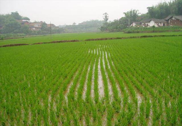 "南食稻,北吃麦"-南北"吃文化"从古至今都存在_小麦_南方_水稻