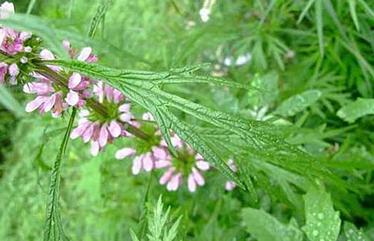 益母草的养颜作用得益于其活血的功效,此外,益母草中的硒和锰等微量