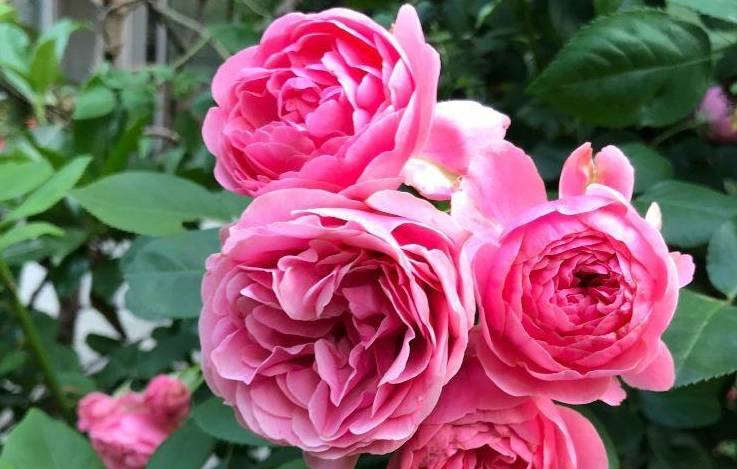 的土,喜酸的花都能用,像是月季,三角梅,桂花,茶花,矮牵牛,海棠,天竺葵