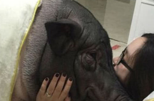 女子把猪当宠物养,4年时间长到170斤,还每天抱着睡觉!