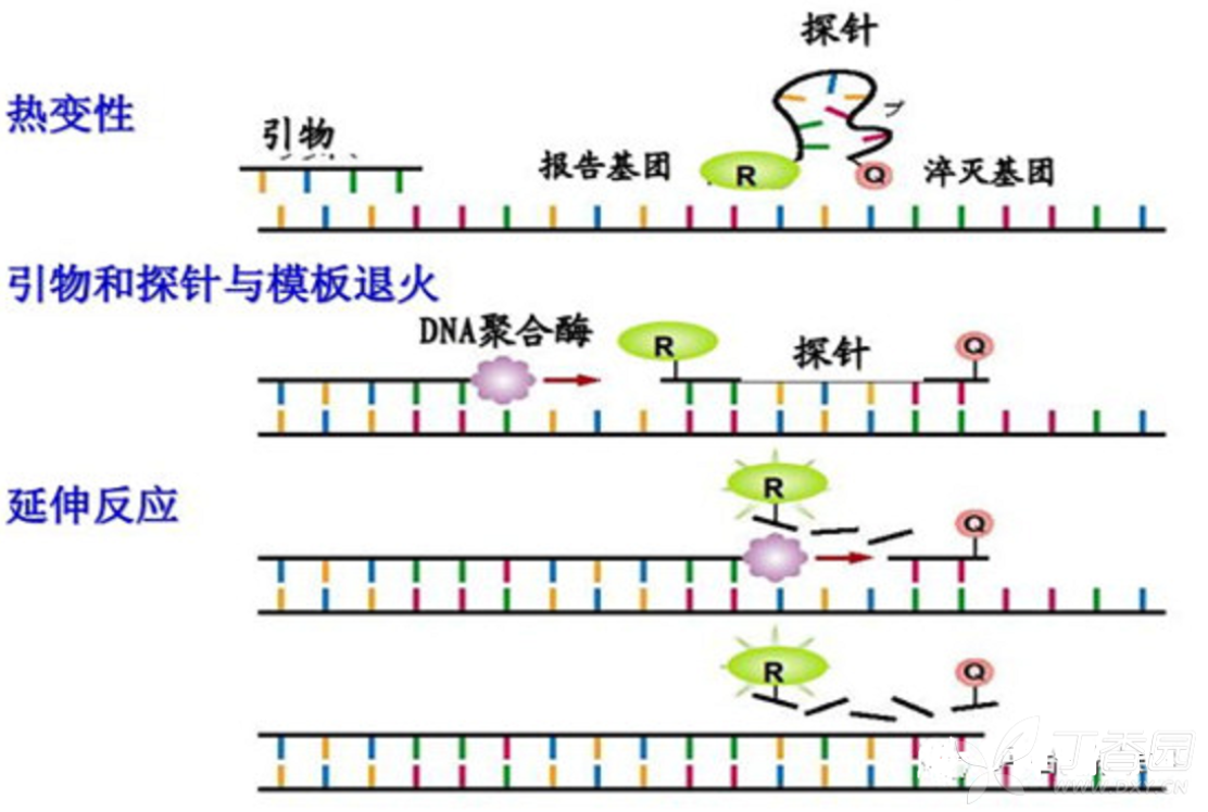 达安科普:分子诊断技术的第一把利器——pcr技术技术解析_进行_检测点