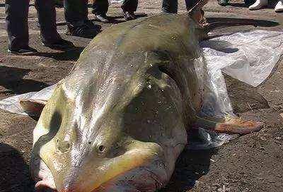 跟着康熙大帝到吉林,探寻松花江中的巨无霸-鲟鳇鱼的秘密_黑龙江_乌拉