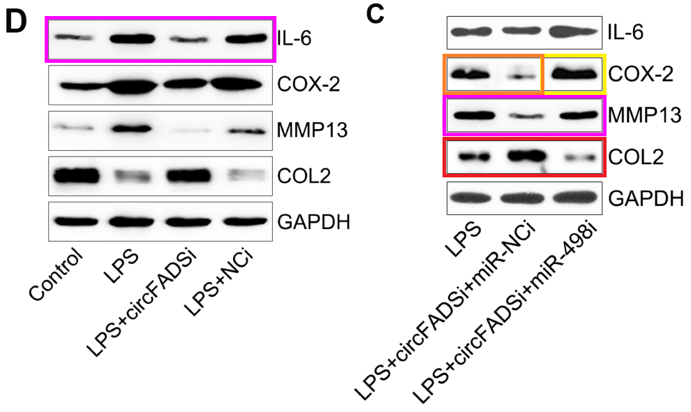 南方医科大学珠江医院靳安民等人被撤稿_aging_sertoli_信息