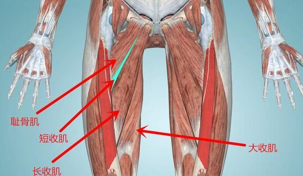 大腿内侧肌群图片
