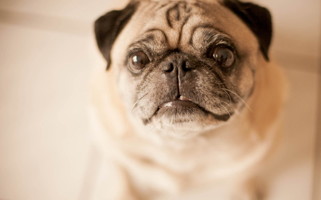 巴哥犬:好好先生有哪些缺点,要饲养的铲屎官注意了_狗狗_时候_进行