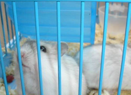 小小仓鼠的寿命到底有多长?如何饲养才能让它们伴人更久?