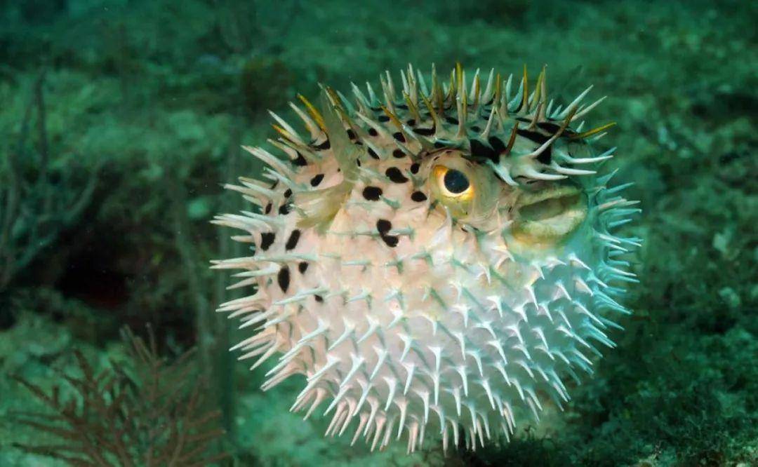 张小松:传承河豚美食营健文化,彰显河豚食药同源魅力