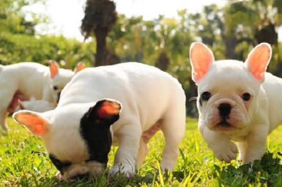 法斗优点多,但是缺点同样不少,如果不能接受缺点最好