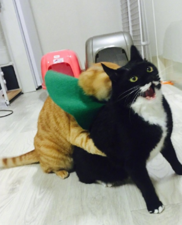 奶牛猫因为踩了橘猫一jio,从此开始了它的噩梦……_花色_事情_样子
