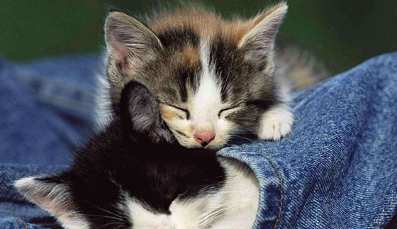 并且特别爱睡觉,一天会有一半多的时间都在睡觉,是个名副其实的小懒货