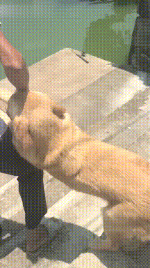 男子从不在晚上遛狗,问他原因后苦笑,怕别人说自己老年痴呆!