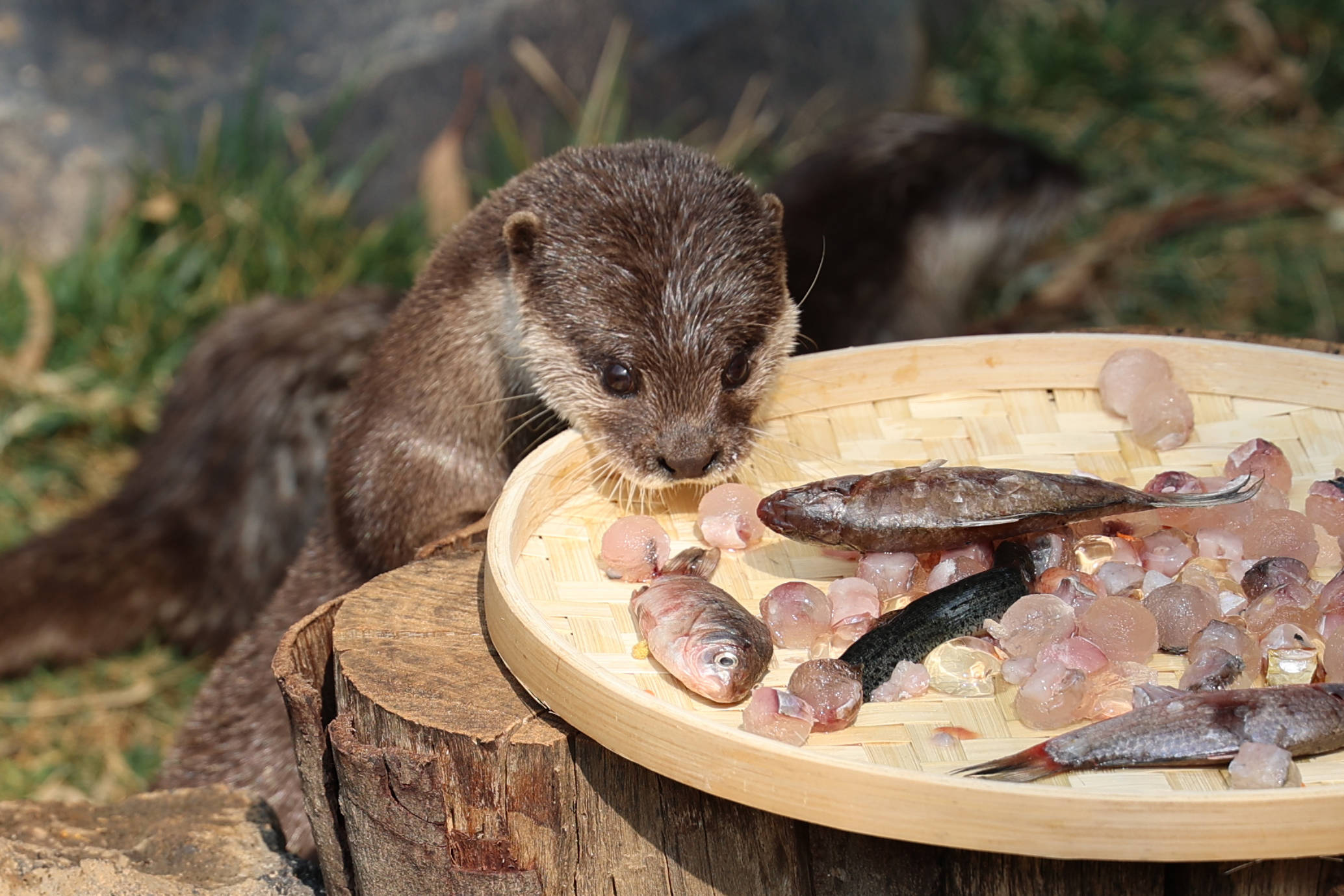 萌化了!云南野生动物园动物吃大餐"闹元宵"