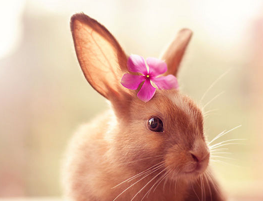 小兔子和人不亲,考虑下是不是犯了这样的错_动物_桌子_调教