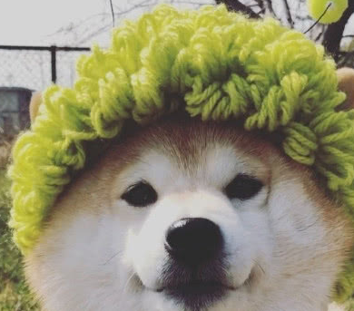 铲屎官这一只柴犬简直就是行走的表情帝,时不时又来一个表情包,狗狗都