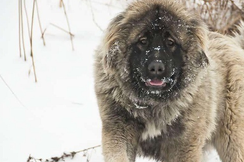 高加索犬以说起高加索,大概都会想起它那庞大的体型,确实是这样,它的