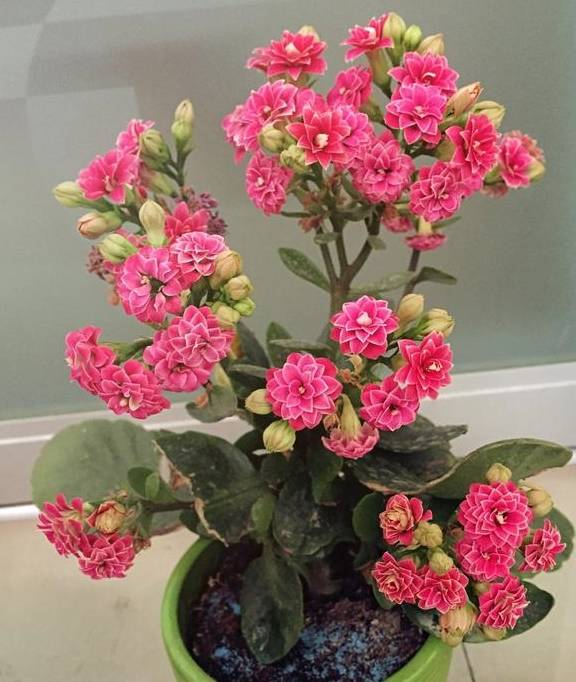 把长寿花"叶子"扔盆里,能爆出"好多"嫩芽,春天更有"生气"_土壤_枝条