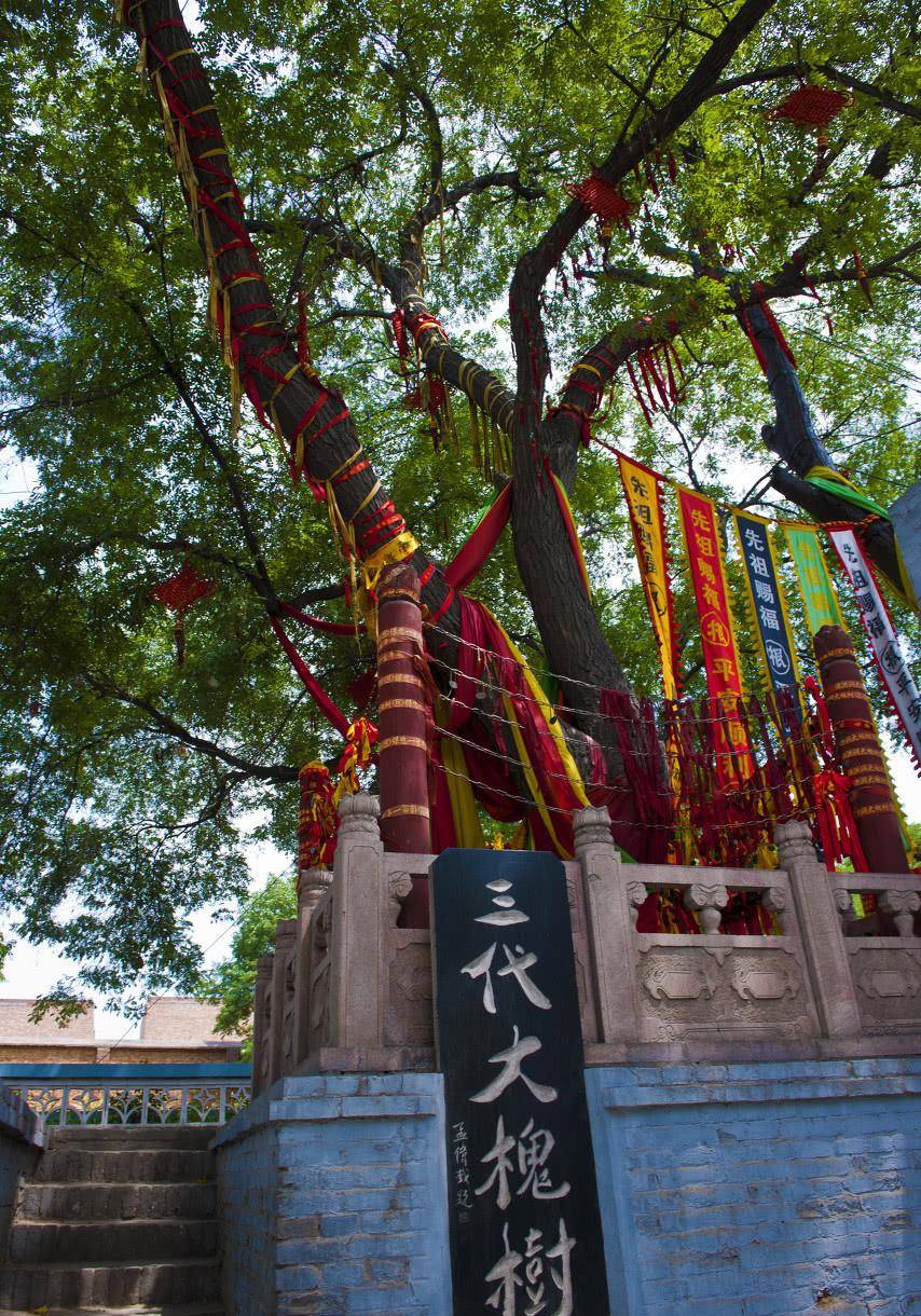 山西大槐树到底流放出来多少姓氏?专家说出答案,你别不信!