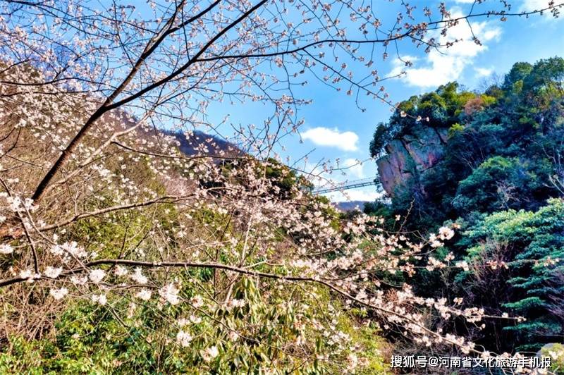 穿行林间,一阵山风掠过,樱花瓣纷纷扬扬飘落下来形成樱花雨.