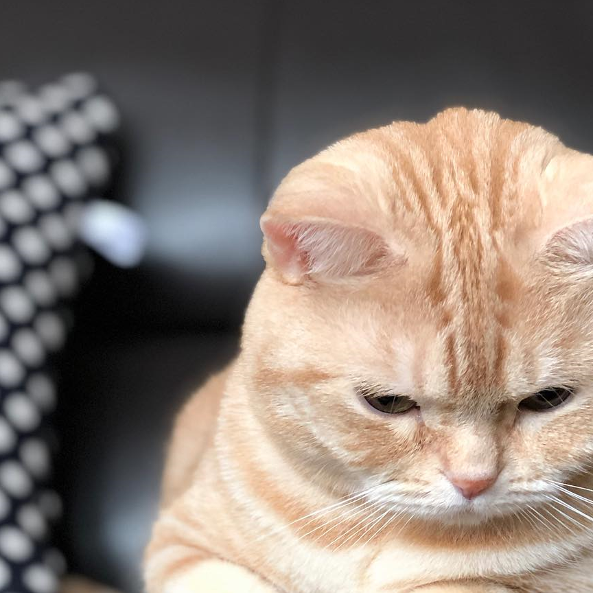 胖橘必定现身,圆圆眼睛直盯:我真的只是看看而已_主人_桌子_表情