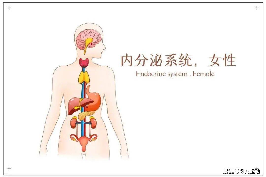 内分泌紊乱卡通图片