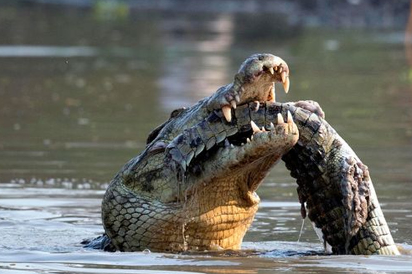 大鳄鱼张着大嘴向同类发起攻击,冲突持续升级,小鳄鱼被撕碎