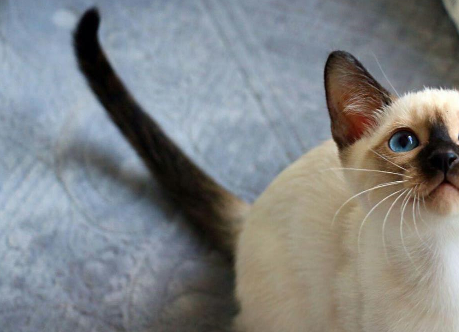 冬天过后,你家的暹罗黑透了吗?主人:已经糊成另一只猫了~_毛色_重点_