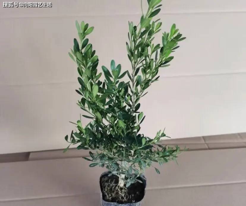 当年天价的黄杨盆景,如今为什么不值钱了?炒作的人哪去了?