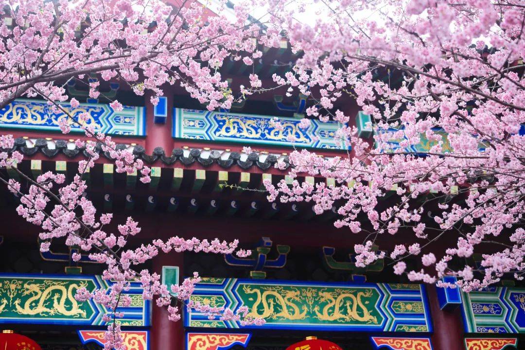 张琦_摄影_lolita