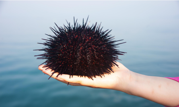 在高档餐厅,海胆甚至卖出了一斤400元的高价.