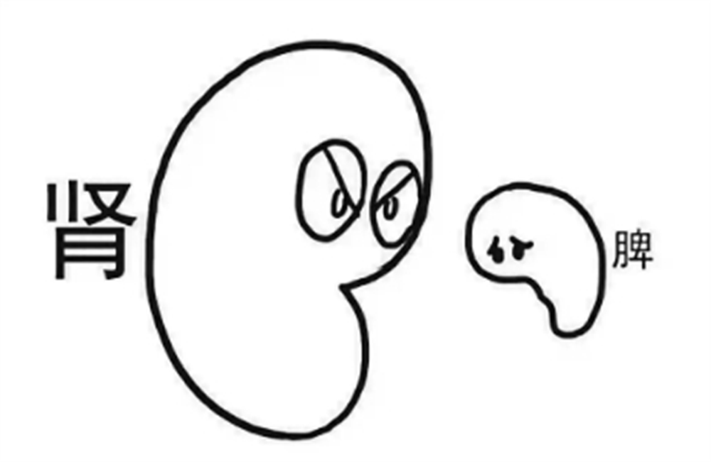 身体_运动_肾脏