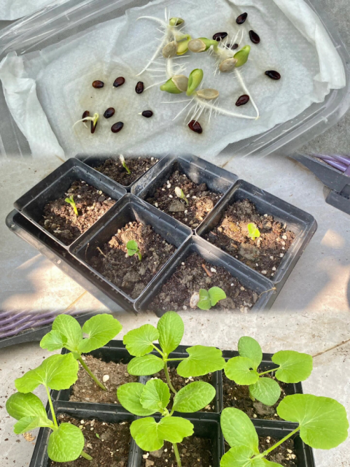 选择合适的种子贝贝南瓜的种子选择至关重要.