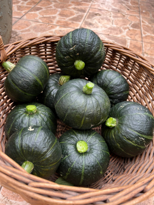 春季贝贝南瓜种植技术分享,实现高产不是梦——花园传说_土壤_收获