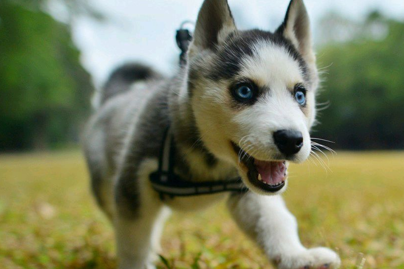 性格最"虎"的5种狗,图3懒且丑还傻,喜欢养的人却不少_丑萌_智商_不