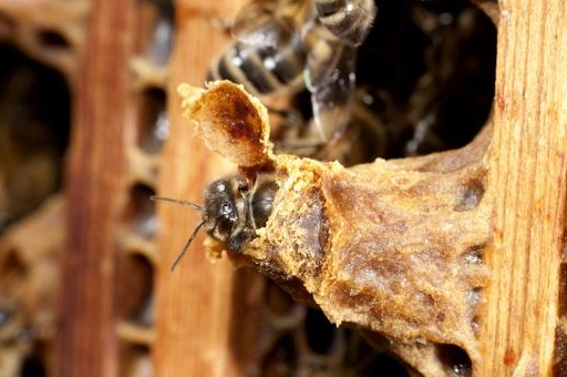 是什么在影响急造王质量?_蜂王_现象_自然