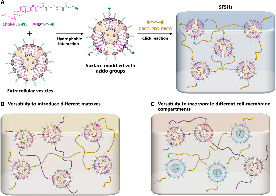 细胞膜_结构_功能