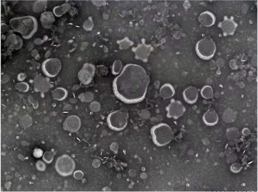 一文读懂生物透射电镜!_细胞_组织学_样品