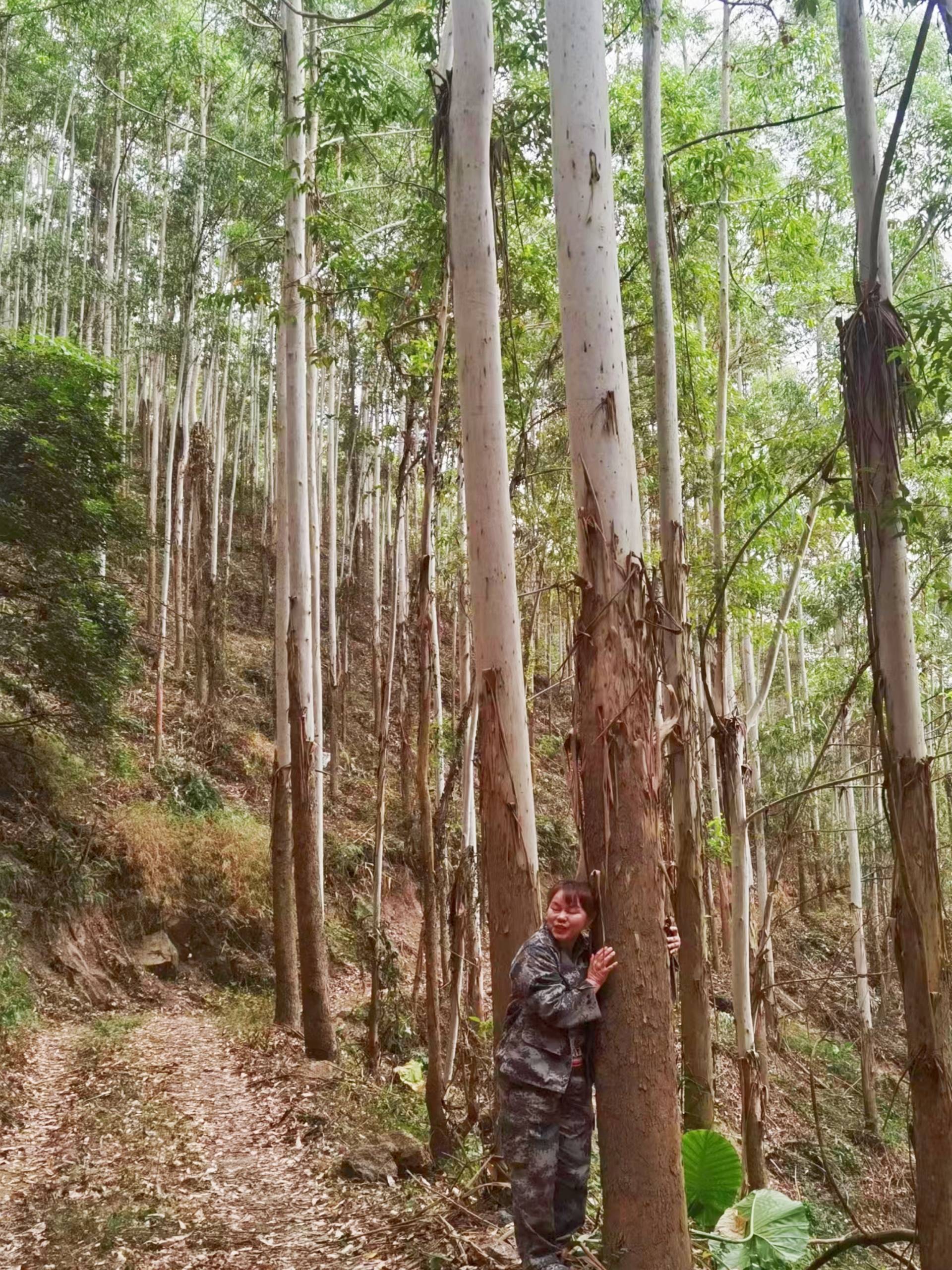 桉树,是自然界的"霸道总裁"吗