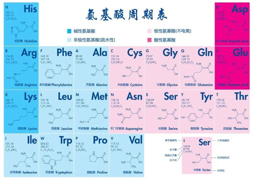 人体氨基酸种类图片