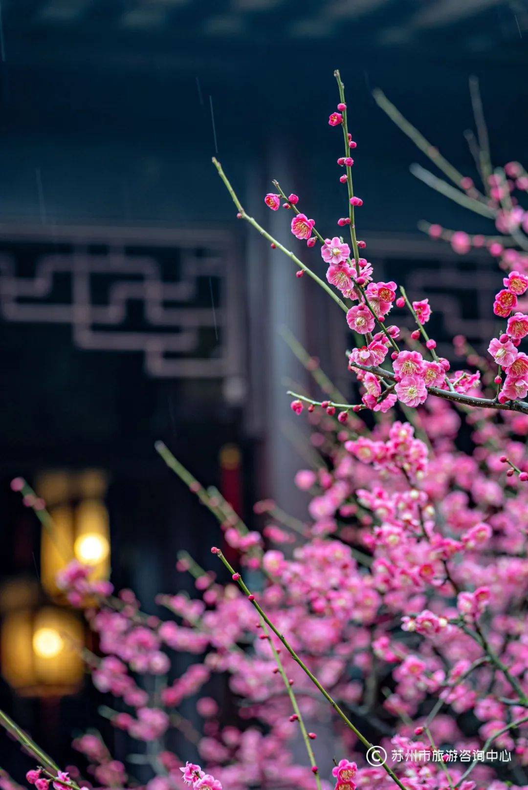 梅花_地址_票价