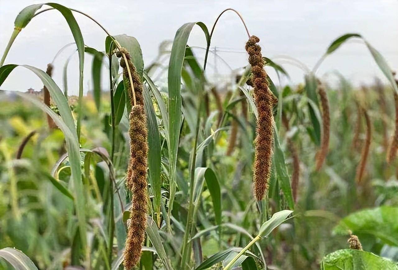 从历史文献中,深度剖析粟,稷同物异名的来源_史记_本纪_谷子