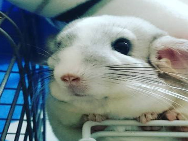 毛丝鼠定点排泄训练诀窍,饲主能轻松上手,以后不必为此烦恼_问题_排泄