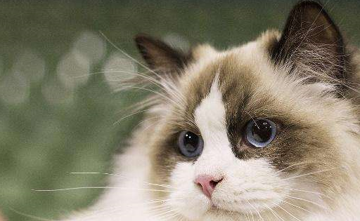 布偶猫的孪生兄弟伯曼猫,外形性格都十分相似_猫咪_毛发_体型