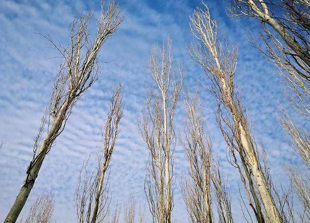 矗立,屹立,挺立,耸立,有什么区别?_词语_物体_建筑物