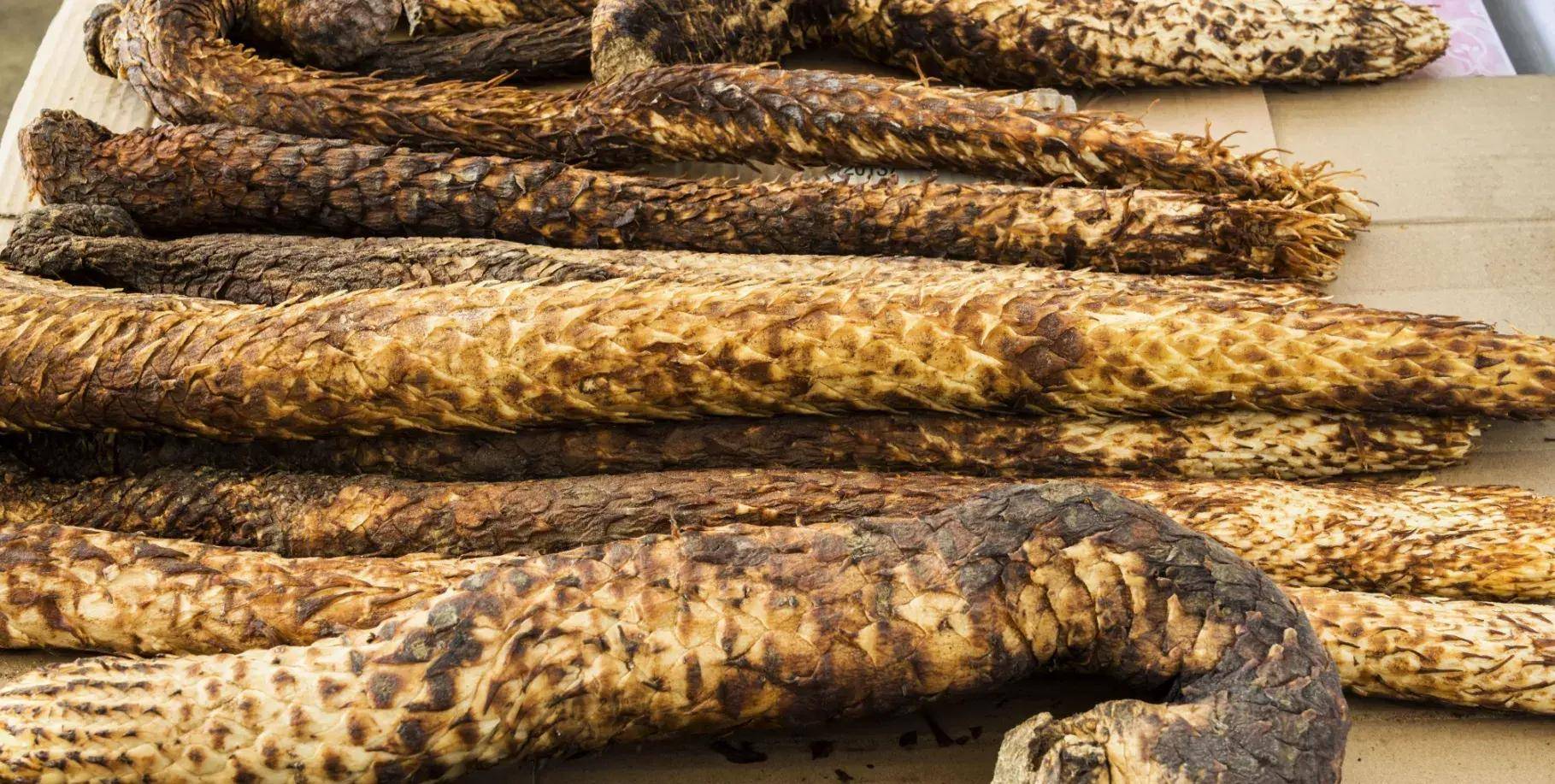 肉苁蓉作为我国传统的中草药,主要分布在内蒙古,新疆,甘肃,宁夏等西北